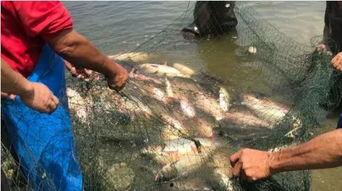 吃瓜大学体育生,校园风云录