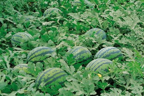 朝阳人民吃瓜群,揭秘京城百姓的日常生活与趣味