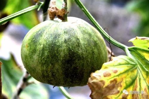 新年吃大瓜,揭秘那些让人大吃一惊的“大瓜”事件