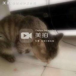 吃瓜的喵喵,揭秘娱乐圈那些事儿