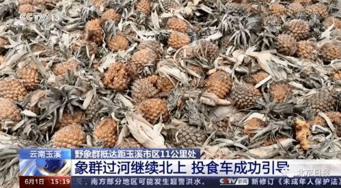 wx吃瓜群云南,wx吃瓜群里的神秘故事