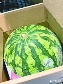 武汉哪里吃瓜,探寻城市中的美食瓜果天堂