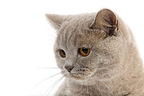 猫咪怎样吃大瓜